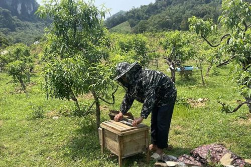 Phát triển nghề nuôi ong lấy mật