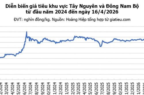 Giá hạt tiêu ngày 16/4/2026: Tăng phiên thứ ba liên tiếp lên mức 141.000 đồng/kg