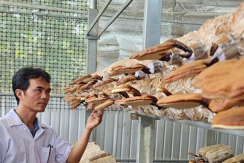 Khởi nghiệp từ cây nấm dược liệu