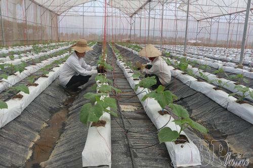 Nhân rộng mô hình trồng rau an toàn