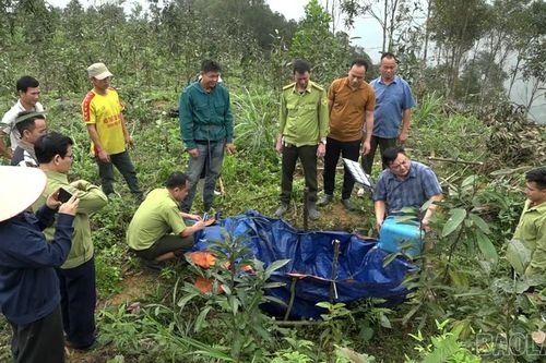 Ngăn chặn bọ cánh cứng gây hại trên quế