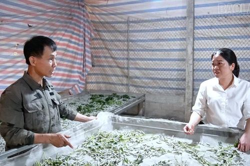 Quy Mông nhân rộng gương người tốt, mô hình điển hình tiên tiến