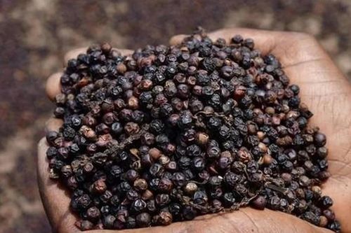 Giá hạt tiêu hôm nay 16/4/2026: Tăng ngày thứ ba liên tiếp, đạt mốc 141.000 đồng/kg