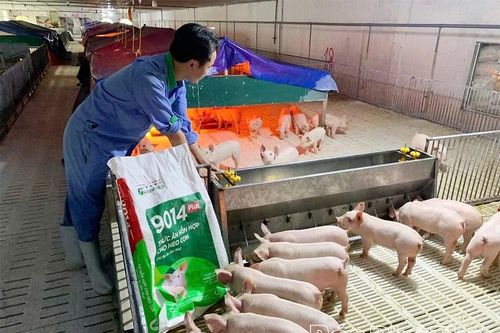 Tái đàn sau dịch bệnh - hướng tới chăn nuôi an toàn, bền vững