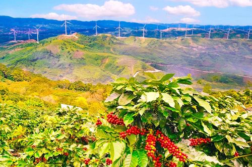 Nghe trong cà phê Khe Sanh
