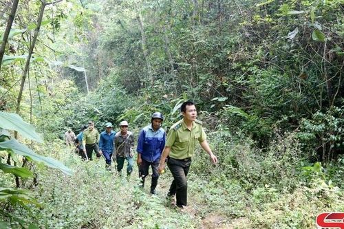Không để cà phê 'xâm lấn' đất rừng