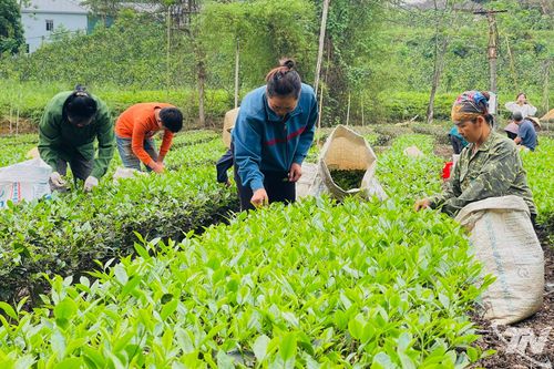 Xây dựng thương hiệu chè ở Văn Lăng
