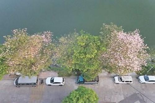 Sắc hồng tô điểm bên sông Ngự Hà