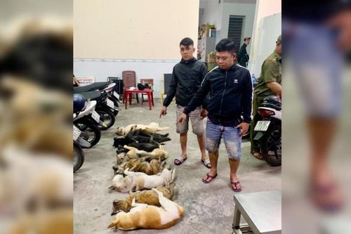 Bắt quả tang 2 'cẩu tặc' trong đêm khuya