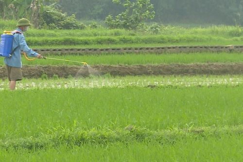 Nông dân tập trung chăm sóc lúa xuân thời kỳ đẻ nhánh