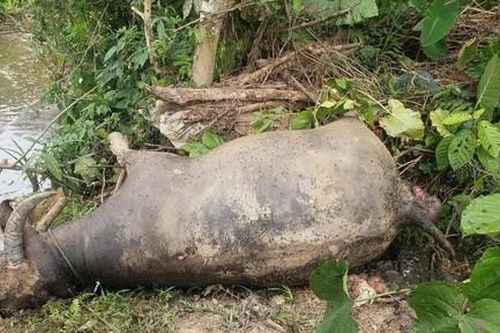 Người dân hoang mang khi đàn trâu 6 con lần lượt chết bất thường trong rừng