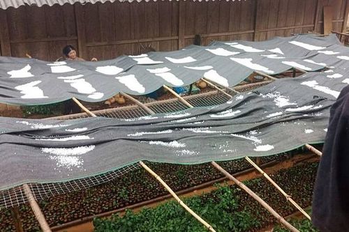 Mưa đá trắng xóa, dày đặc ở Sơn La làm hỏng hoa màu của người dân