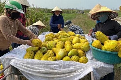 Ấm lòng cảnh dân làng 'giải cứu' 10 tấn dưa cho người phụ nữ bị gãy chân
