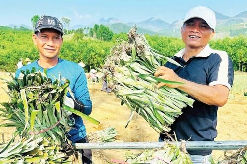 Chủ động liên kết phát triển nông nghiệp địa phương