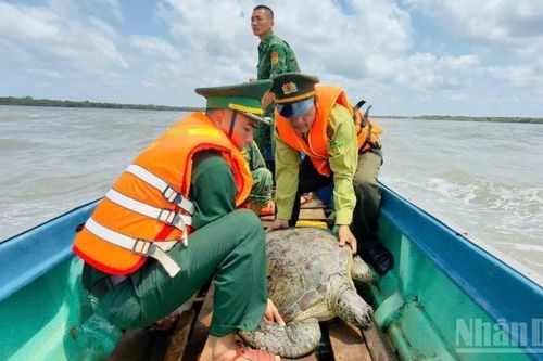 Thả cá thể rùa biển 60kg về vùng biển Cà Mau