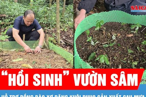 Hỗ trợ đồng bào Xơ Đăng 'hồi sinh' vườn sâm sau mưa đá