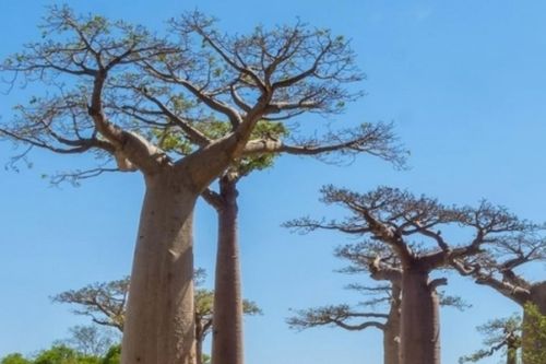 Giải mã lịch sử khí hậu 700 năm của Madagascar từ cây bao báp cổ thụ
