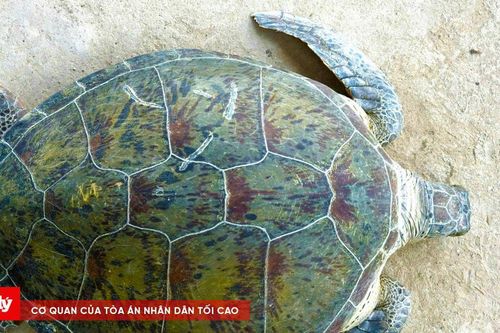 Thả cá thể vích quý hiếm nặng 60 kg về tự nhiên