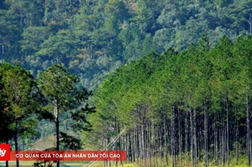 Phát hiện thi thể đang phân hủy gần hồ Tuyền Lâm