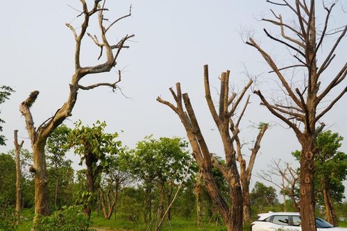 Hàng loạt cây xanh chết khô ở công viên trung tâm