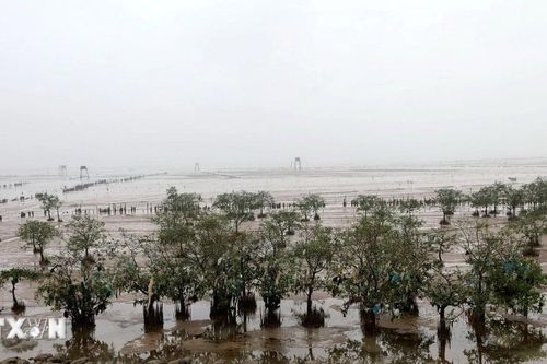 Rừng ngập mặn 'giữ đất, giữ sinh kế' cho người dân ven biển Thanh Hóa
