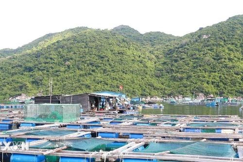 Đắk Lắk từng bước di dời, tháo dỡ lồng, bè ra khỏi khu vực vịnh Vũng Rô