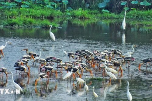 'Hồi sinh' hệ sinh thái đất ngập nước tại Vườn quốc gia Tràm Chim tại Đồng Tháp