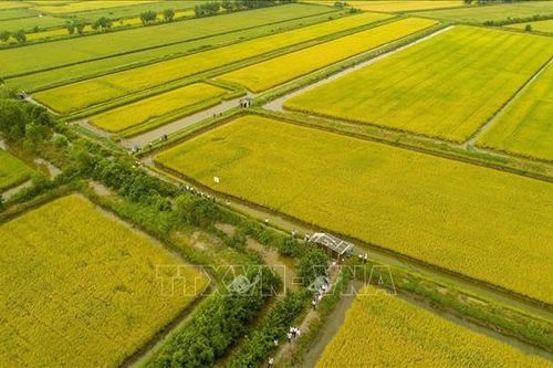 Vùng căn cứ cách mạng bứt phá từ mô hình tôm - lúa