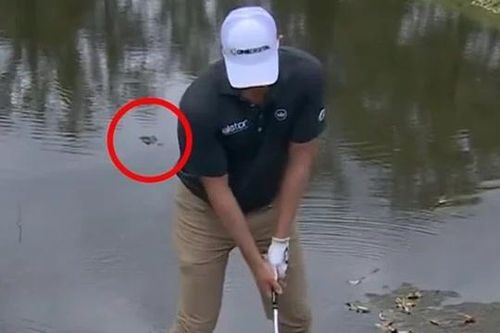 Đứng ở mép nước nước đánh bóng, tay golf bị cá sấu theo dõi phía sau