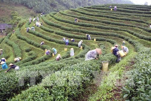 Thái Nguyên tăng tốc đưa chè thành 'cây trồng tỷ USD'