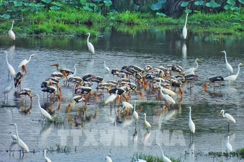 Tràm Chim 'hồi sinh': Đàn chim hàng nghìn con rủ nhau về xây tổ