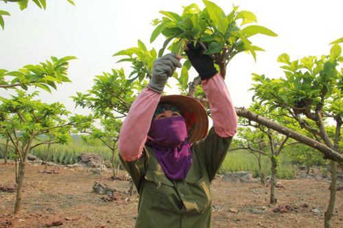 'Ăn cơm đứng' giữ mùa na