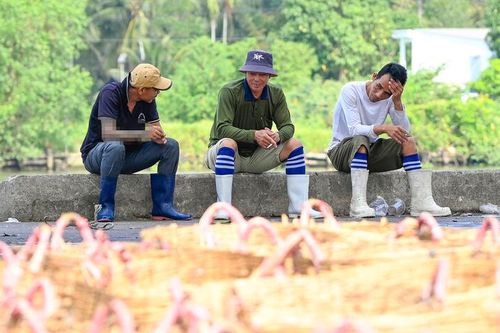 Cảng cá Tắc Cậu vắng ghe
