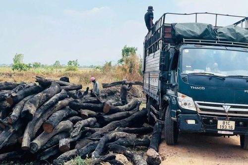 Gia Lai: Báo động tình trạng xâm hại rừng vùng giáp ranh