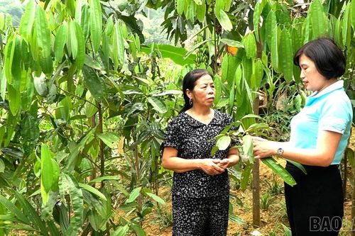 Tạo sinh kế bền vững giúp phụ nữ giảm nghèo