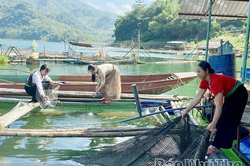 Phú Thọ phát triển trên 6.400 lồng cá trên hệ thống sông Đà, sông Lô