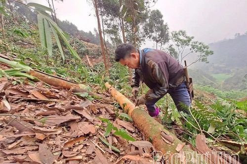 Loại cây được coi là 'vàng xanh', mang lại ấm no cho người dân vùng cao Trung Sơn