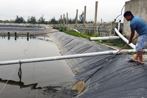 Triển vọng từ nuôi ốc hương trên cát