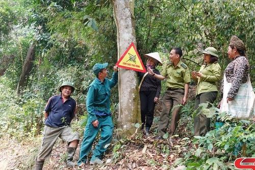 Bám cơ sở, lan tỏa thông điệp giữ rừng