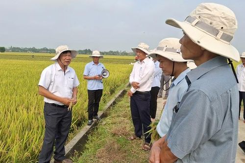 Nhiều giống lúa mới cho năng suất và chất lượng vượt trội
