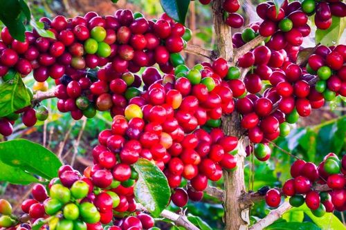 Cùng đà thế giới, giá cà phê nội địa đồng loạt giảm hơn 2.000 đồng/kg