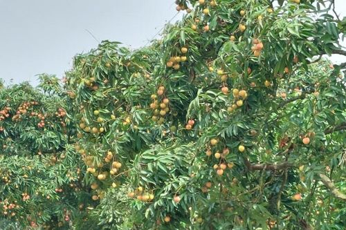 HTX trồng vải Hải Phòng nâng cao chất lượng đặc sản