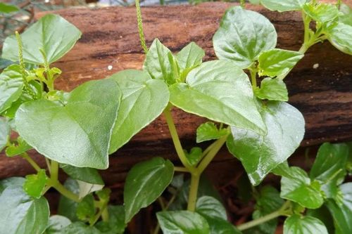 Rau dại từng bị nhổ bỏ nay 'lên đời', trở thành 'siêu thực phẩm' tốt cho tim mạch, có thời điểm giá đắt ngang thịt