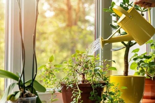 5 loại cây nên đặt trong phòng ngủ: Lợi ích bất ngờ không phải ai cũng biết