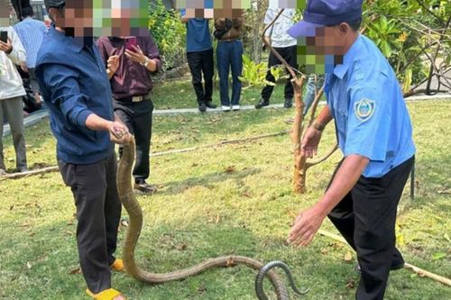 Thót tim cảnh rắn dài 3m 'ghé thăm' bệnh viện đông người