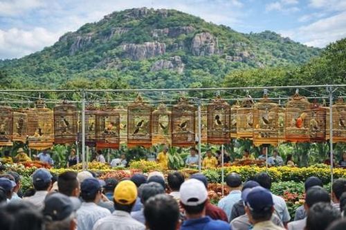 Tiếng hót 'đánh thức' ngọn đồi huyền thoại