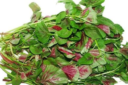 Rau dền – 'kho' canxi tự nhiên cho người trung niên và cao tuổi
