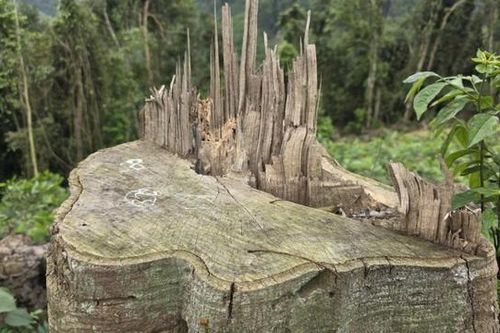 Phạt tiền và bắt phải trồng lại cây bản địa đối với người phá rừng