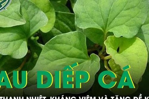 Rau diếp cá giúp thanh nhiệt kháng viêm và tăng đề kháng
