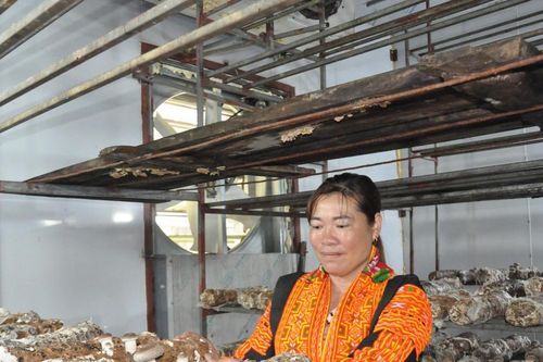 Nâng tầm giá trị nấm hương Mẫu Sơn
